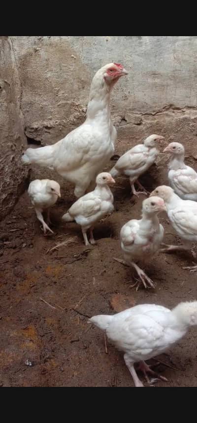 Heera quality aseel breeder pair ka chick or made   for sale