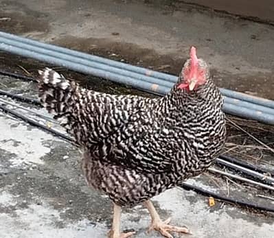 Light Sussex and Plymouth Rock Females