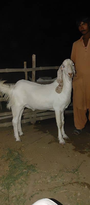 Qurbani bakray 2 dant 145000 ka pothaa