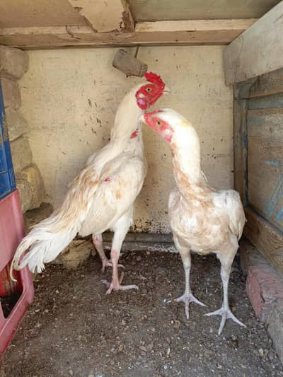 White Pair Aseel For Sale. . What's app:03219874606