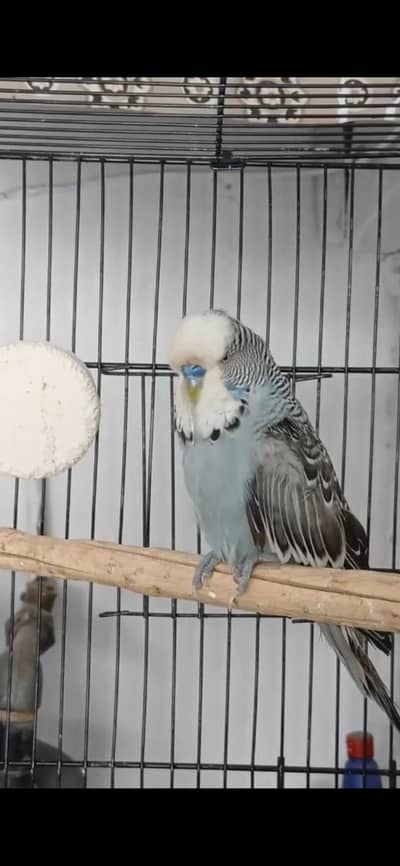 Exhibition Male Urgent sell