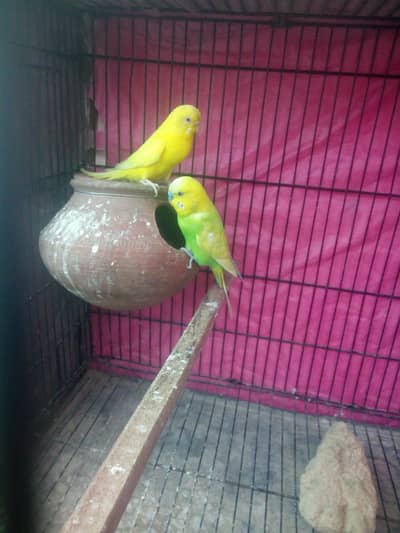 hogoromo budgies