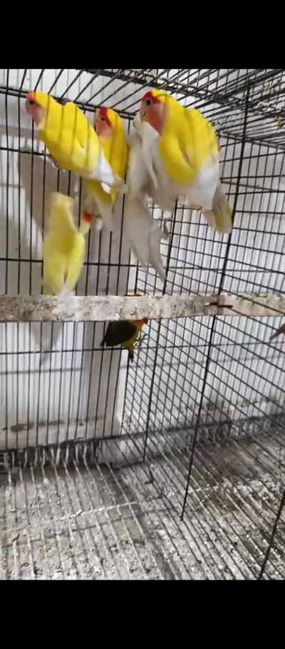 lovebirds