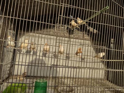 Mutation Finches young pair ready to breed