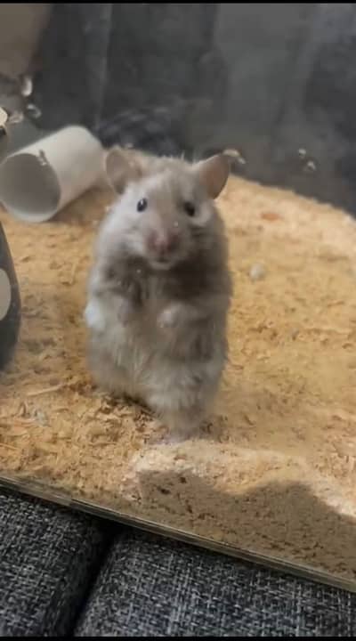 Cute hamster