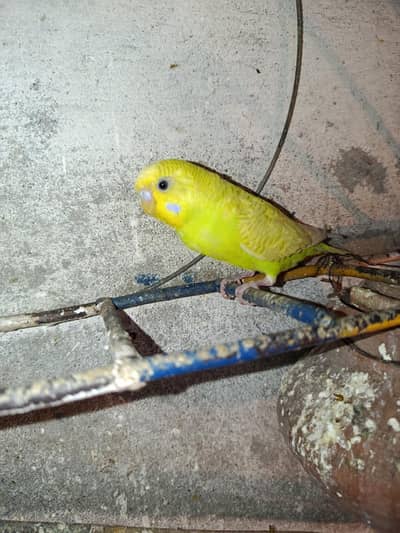 Budgies for Sale