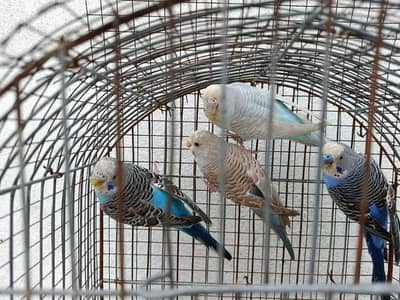Budgies for Sale