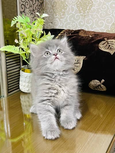 Persian Kittens Available for Sale – Healthy & Active