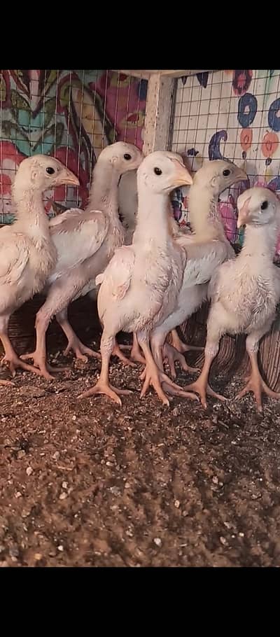 White o shamo chicks / chicks / Aseel / murga / hens / fancy / shamo