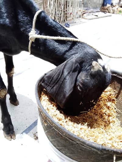 4 dant bakri ha din ka ek kilo dodh deti ha. . . 03132896178