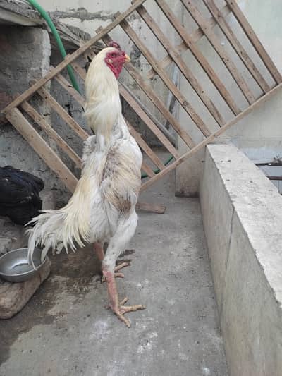 white king size Shmao homebride