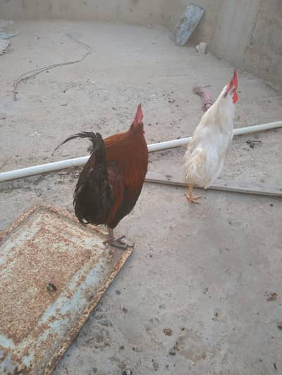 desi or farmi 2no 3500