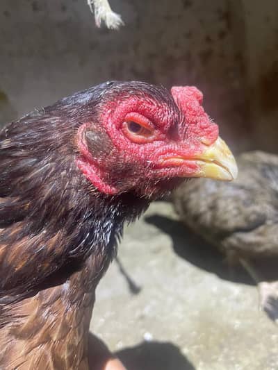 Pure Amroha And pure Sindhi Cross