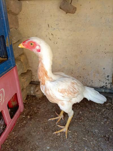 White Female Aseel For Sale. . ! What's app: 03219874606