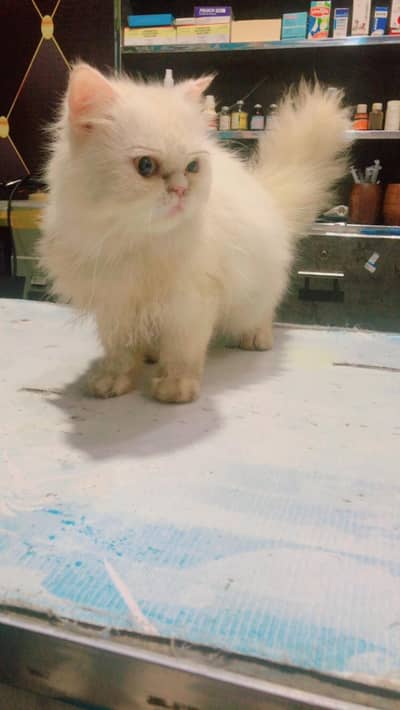 picky face cat female