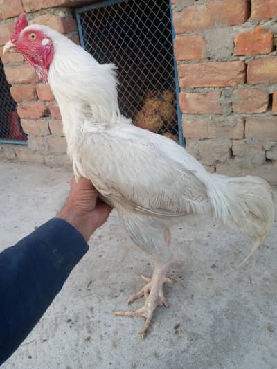 pure aseel Heera patha for sale 03175088407