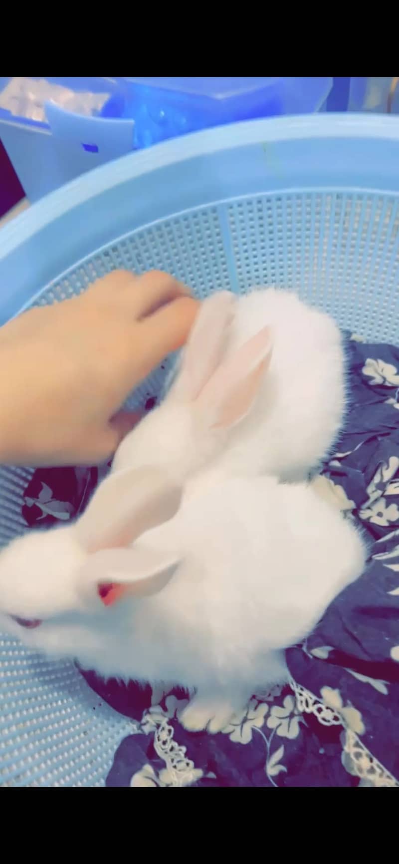 2 Rabbit 1