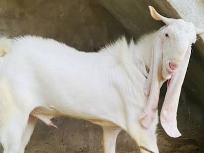 Pinky Bakra (Ghar ka pala hua) – Qurbani ke liye best choice