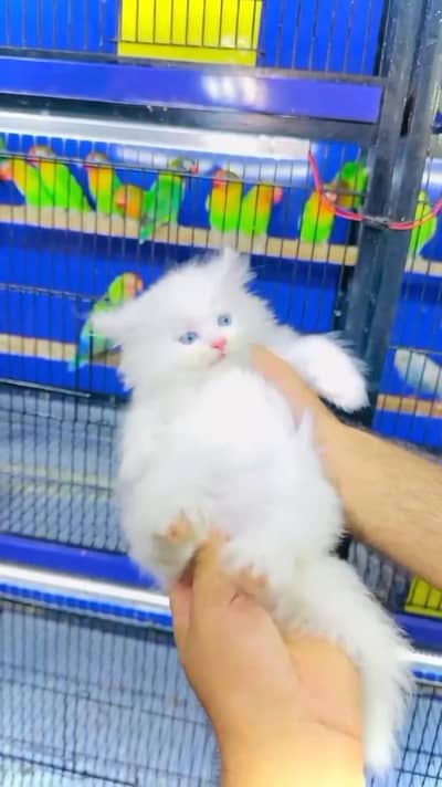 beautiful Persian female for sale 03251923475 my WhatsApp number
