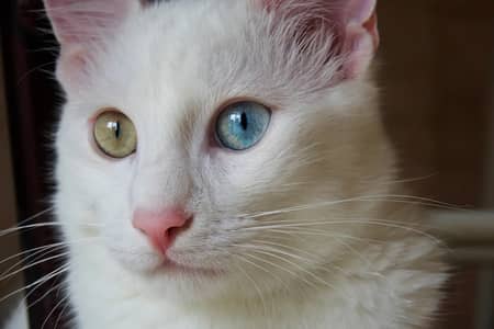 Selling Turkish Angora Cat