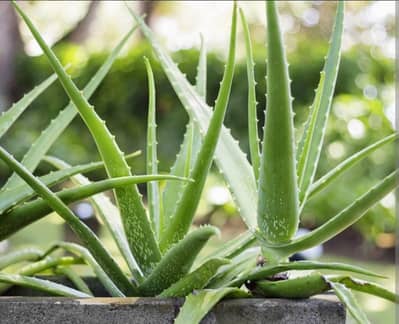 Aloevera gel and leaves