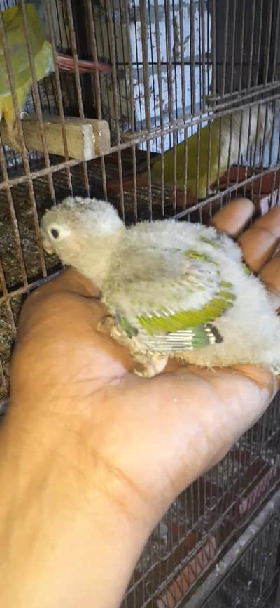 pineaple cunoure chiks . 03467790912