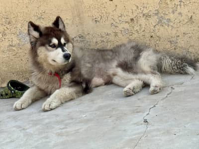 Alaskan Husky