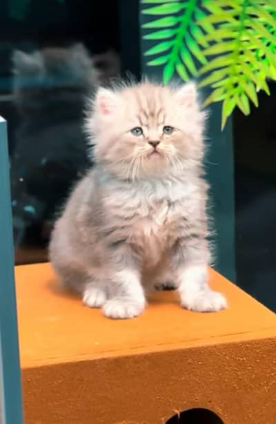 Cat Persian Persian kittens Blue eyes long hair 03/40\58/786\97}⁠:⁠‑⁠)