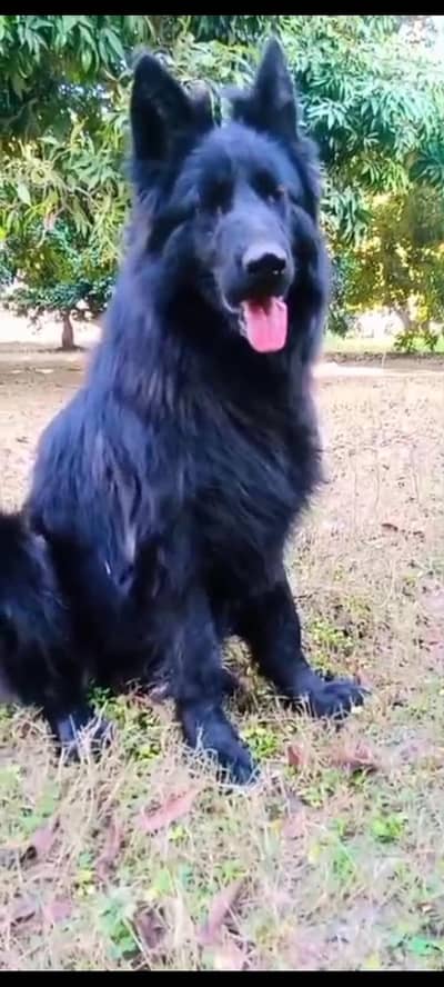 Black German shepherd Long coat puppies  03117723032 each puppy 85k
