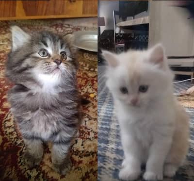 Persian kittens 1.5 month old
