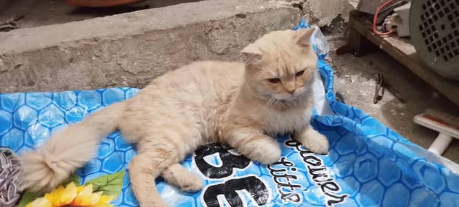 male for sale and Breed