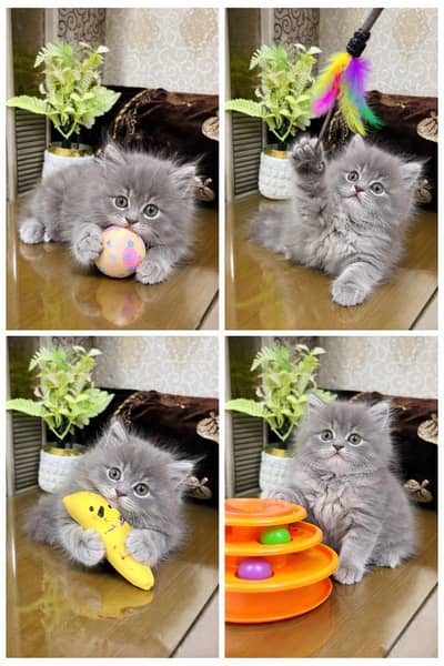 Persian Kittens Available for Sale – Healthy & Active