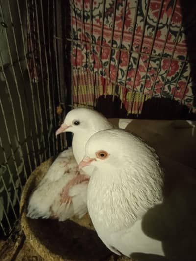 Patti wala pair breeder bachay k sath