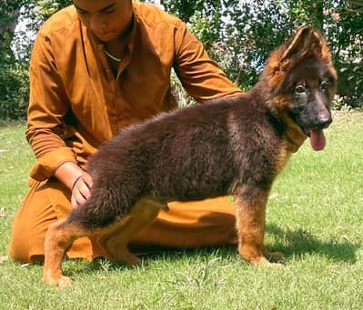 German Shepherd male puppy for sale 03251923475 My Whatsapp number