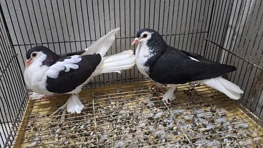 Fancy pigeons