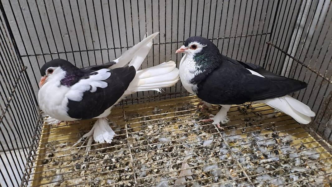 Fancy pigeons 1