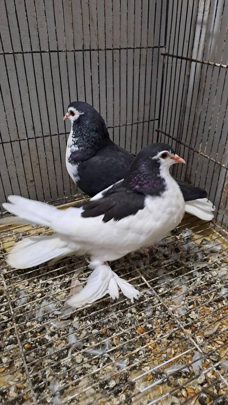 Fancy pigeons 2