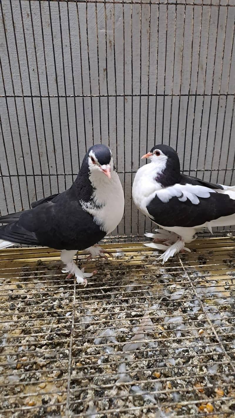 Fancy pigeons 3