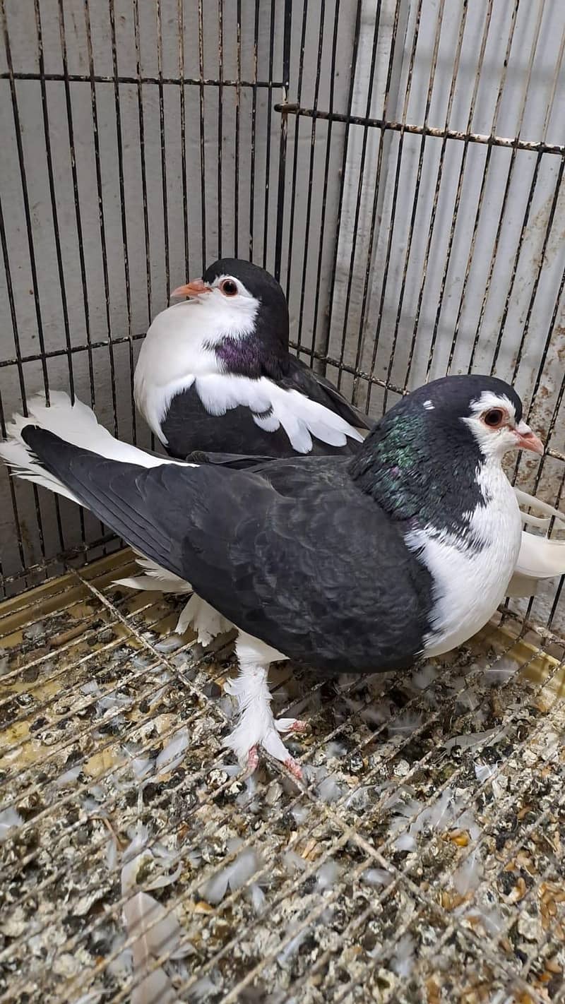 Fancy pigeons 4
