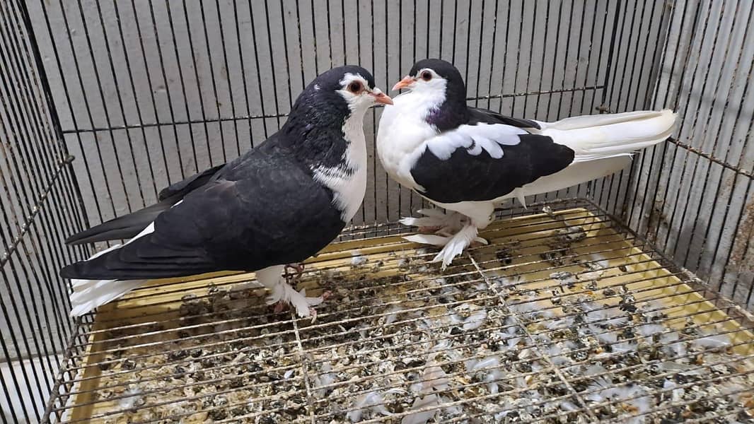 Fancy pigeons 5