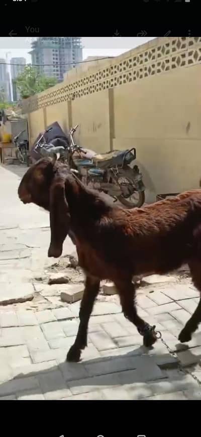 Bakra 9 month age urgent sale