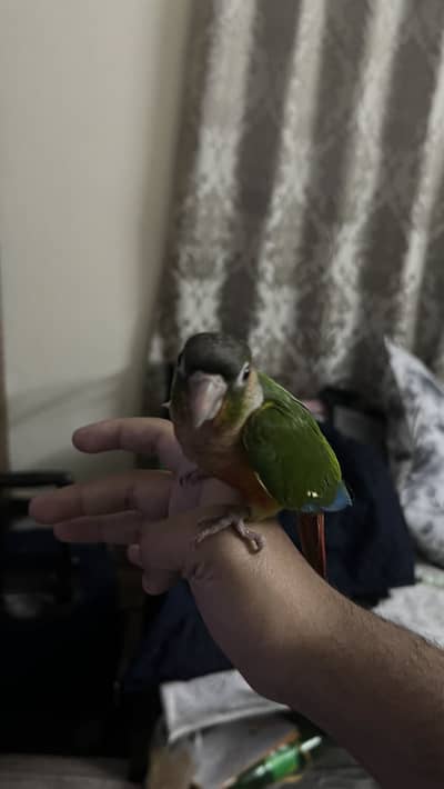 Fly tame conure…. Read full description carefully