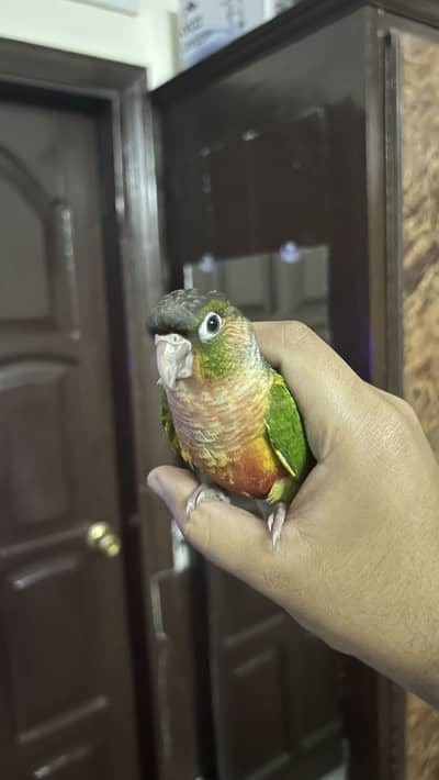 Fly tame conure…. Read full description carefully