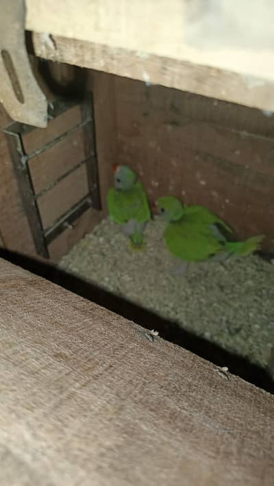 Ringneck Chicks