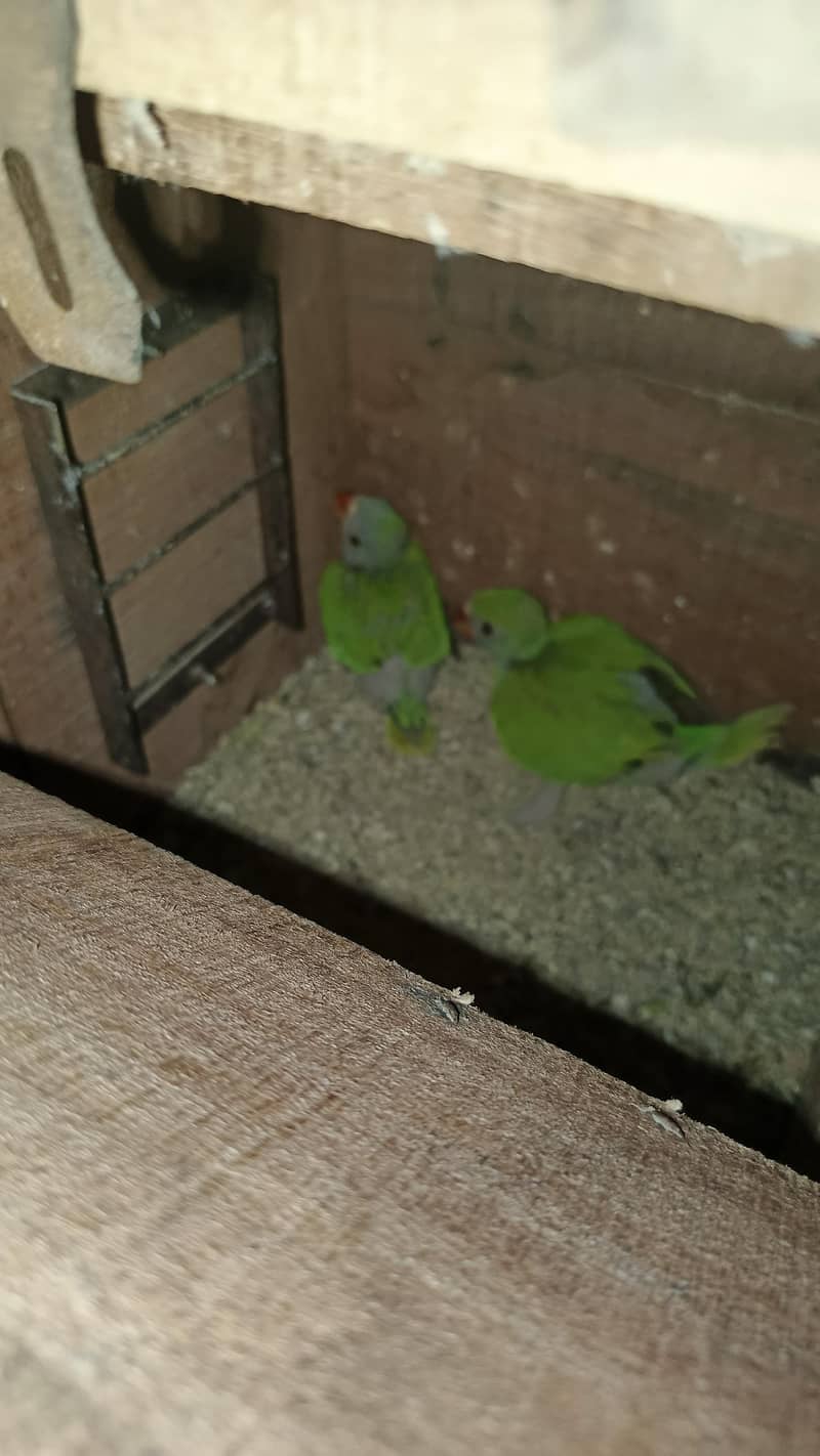 Ringneck Chicks 0