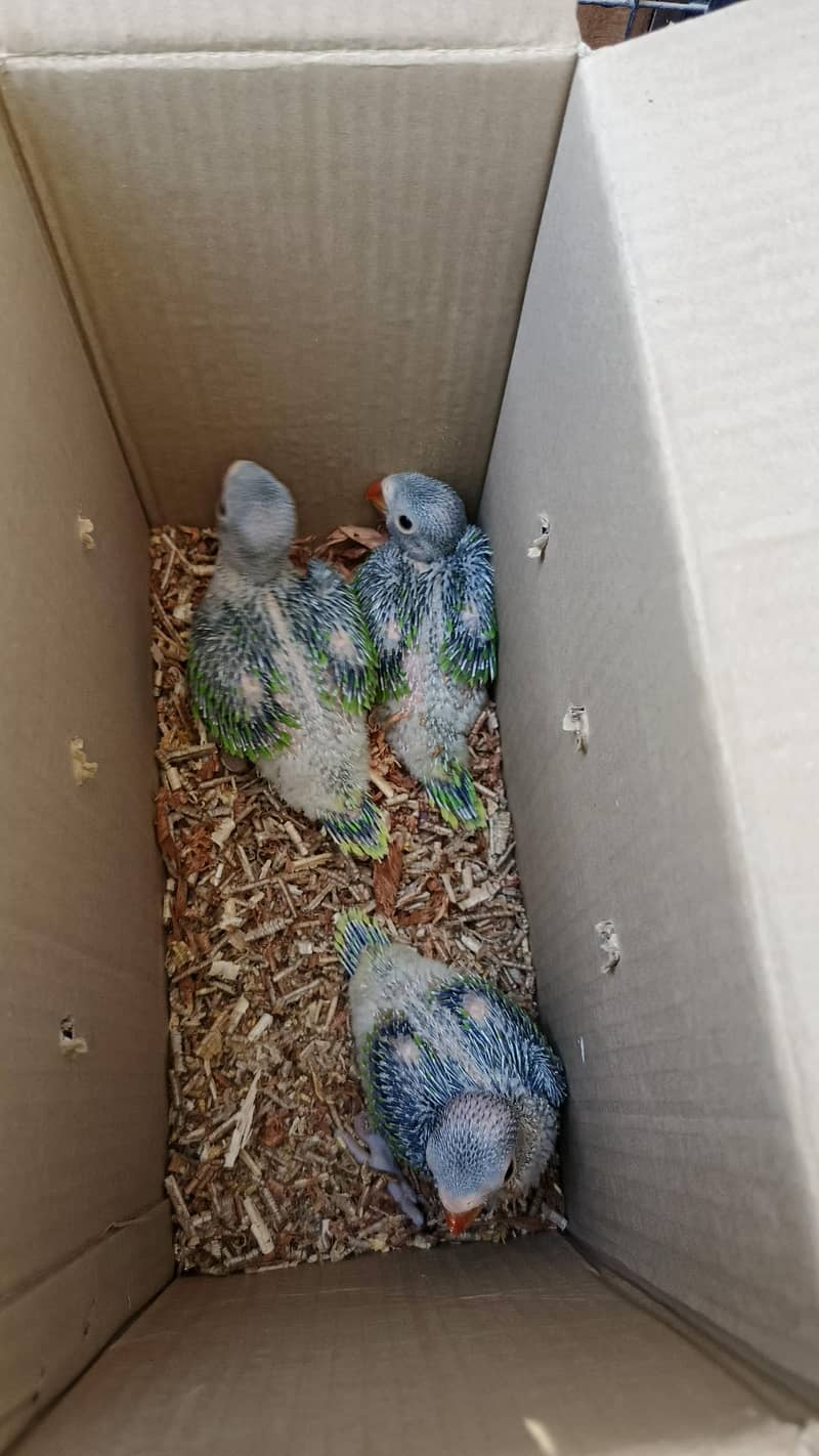 Ringneck Chicks 2
