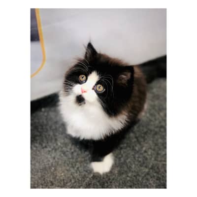 cash on deliveryparshion kitten cat male and female British