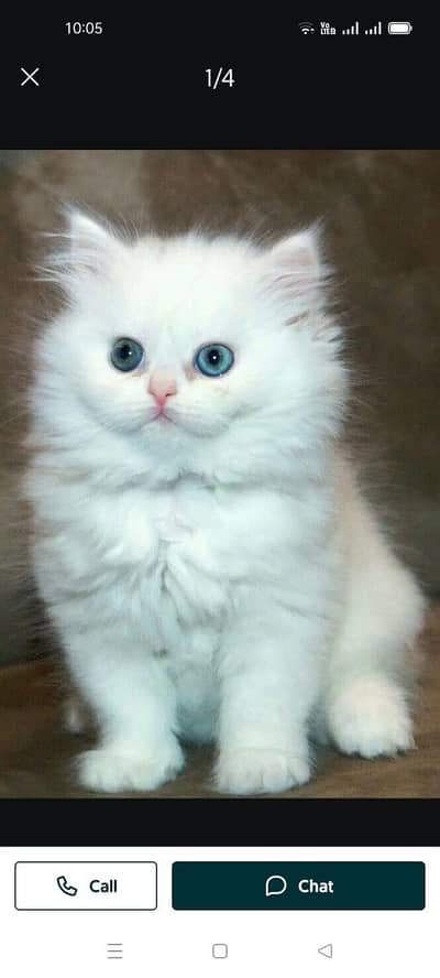 persian cat my WhatsApp number 0308*55*95*823*