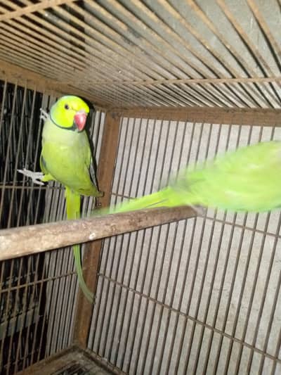 Breader pair 03143275503