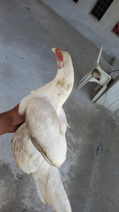 white aseel murgi or 5 bacha